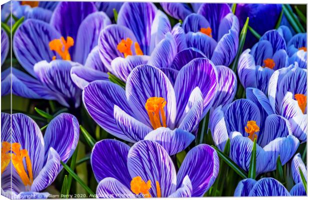 Blue White Purple Crocuses Blossoms Blooming Macro Washington Canvas Print by William Perry