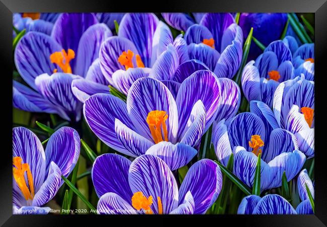 Blue White Purple Crocuses Blossoms Blooming Macro Washington Framed Print by William Perry