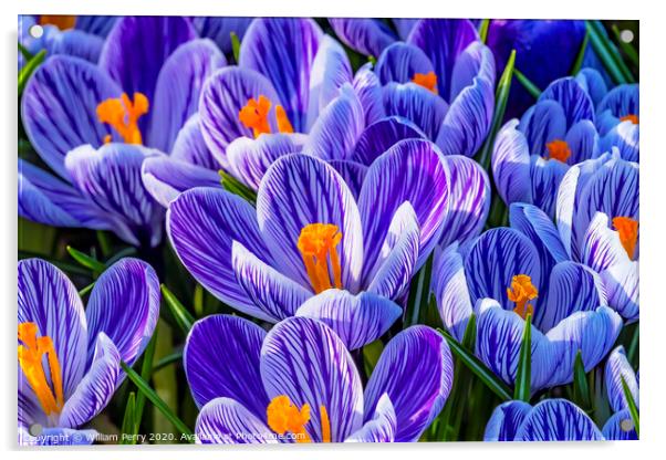 Blue White Purple Crocuses Blossoms Blooming Macro Washington Acrylic by William Perry
