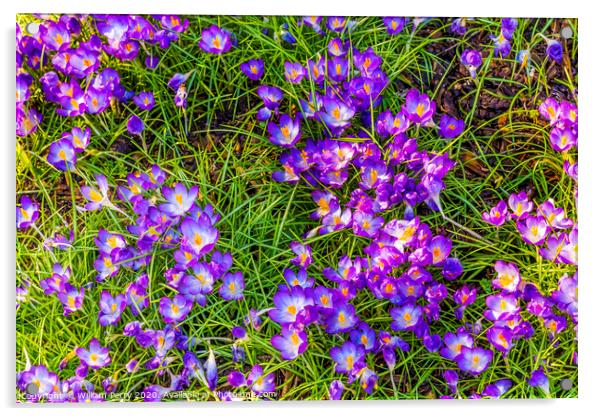 Purple White Crocuses Blossom Blooming Macro Washington Acrylic by William Perry