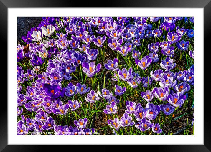 Blue Purple White Crocuses Blossoms Blooming Macro Washington Framed Mounted Print by William Perry