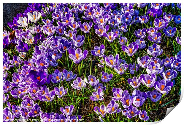 Blue Purple White Crocuses Blossoms Blooming Macro Washington Print by William Perry
