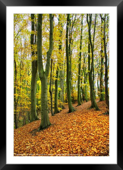 Beech Trees at Marsh Brook Woods Framed Mounted Print by Alison Chambers