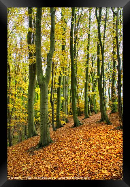 Beech Trees at Marsh Brook Woods Framed Print by Alison Chambers