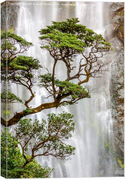 Trees and Waterfall Canvas Print by Colin & Linda McKie