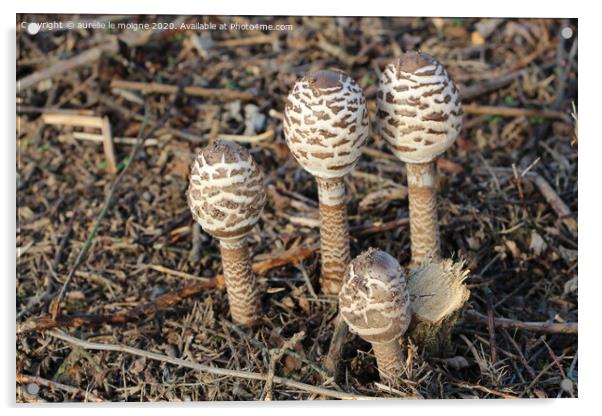 Common parasol mushrooms Acrylic by aurélie le moigne