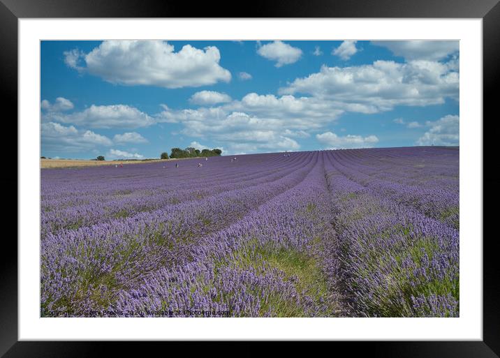 Lavender field Framed Mounted Print by Tony Brooks