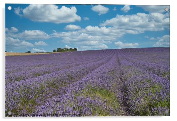 Lavender field Acrylic by Tony Brooks