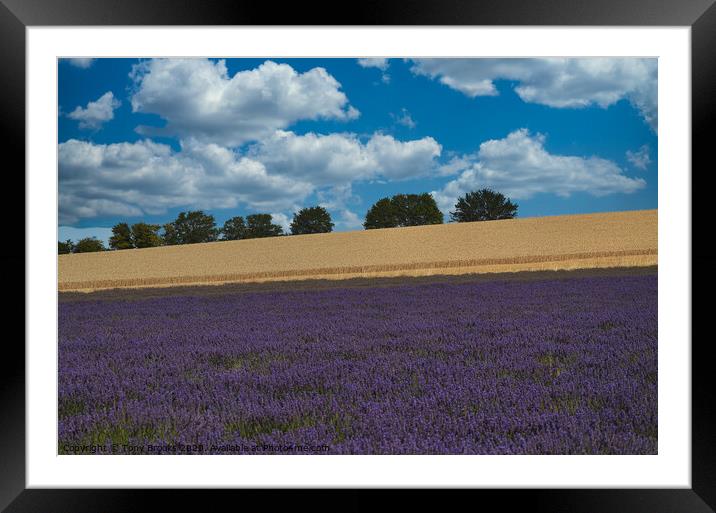 Lavender field Framed Mounted Print by Tony Brooks