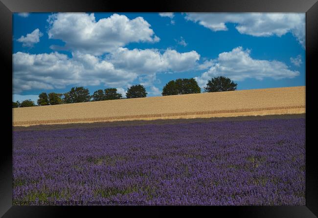 Lavender field Framed Print by Tony Brooks