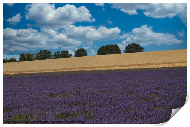 Lavender field Print by Tony Brooks