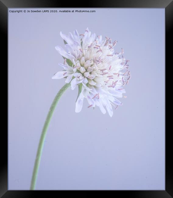 Scabious Framed Print by Jo Sowden