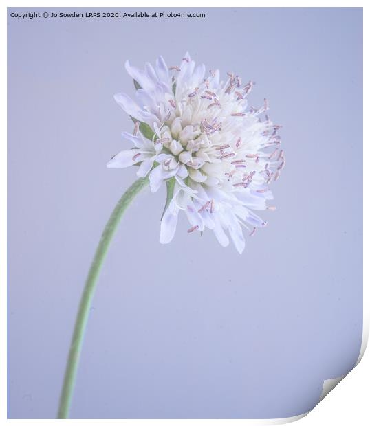 Scabious Print by Jo Sowden