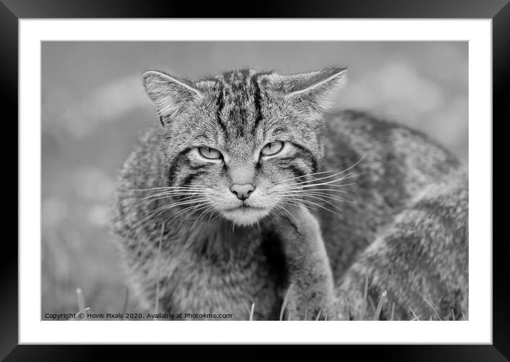 Scottish Wildcat  Framed Mounted Print by Dave Burden