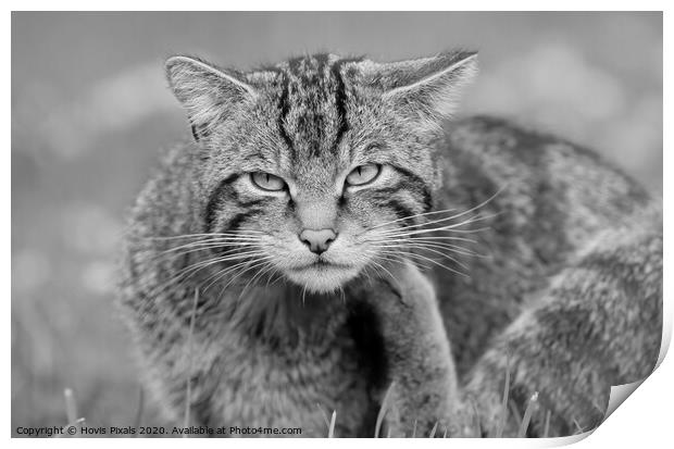 Scottish Wildcat  Print by Dave Burden