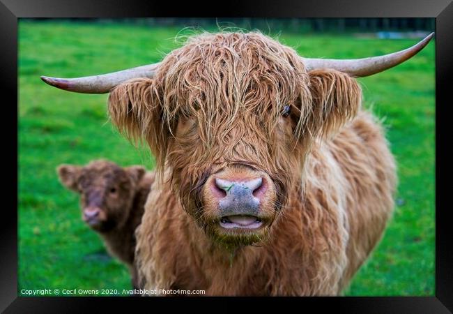 Highland cow  Framed Print by Cecil Owens
