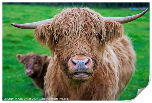 Highland cow  Print by Cecil Owens