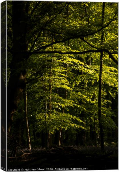 Beautiful Spring landscape image of forest of beech trees with dappled sunlight creating spotlights on the trees in the dense woodland Canvas Print by Matthew Gibson