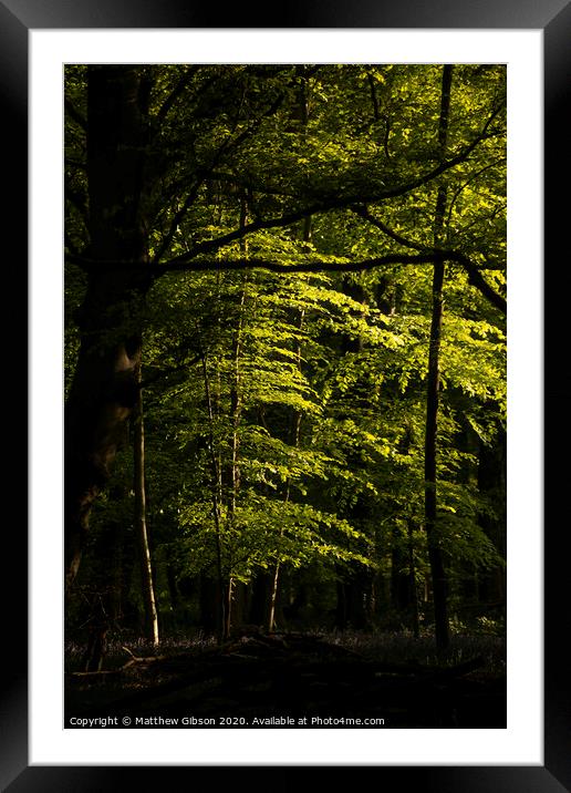 Beautiful Spring landscape image of forest of beech trees with dappled sunlight creating spotlights on the trees in the dense woodland Framed Mounted Print by Matthew Gibson