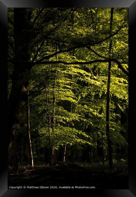 Beautiful Spring landscape image of forest of beech trees with dappled sunlight creating spotlights on the trees in the dense woodland Framed Print by Matthew Gibson