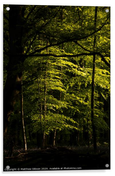 Beautiful Spring landscape image of forest of beech trees with dappled sunlight creating spotlights on the trees in the dense woodland Acrylic by Matthew Gibson
