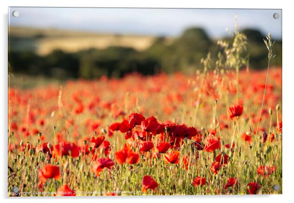 Beautiful Summer landscape of vibrant poppy field in English countryside during late evening sunset Acrylic by Matthew Gibson