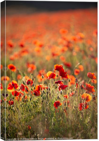 Beautiful Summer landscape of vibrant poppy field in English countryside during late evening sunset Canvas Print by Matthew Gibson