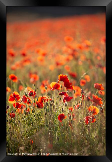 Beautiful Summer landscape of vibrant poppy field in English countryside during late evening sunset Framed Print by Matthew Gibson