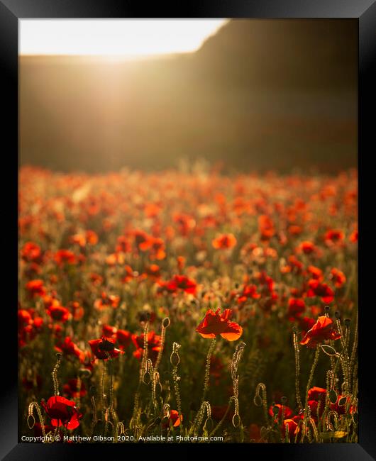 Beautiful Summer landscape of vibrant poppy field in English countryside during late evening sunset Framed Print by Matthew Gibson