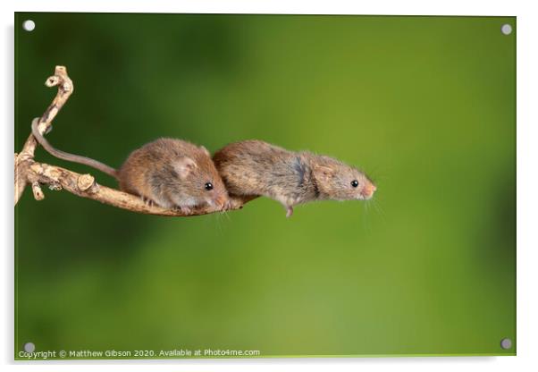 ADorable and Cute harvest mice micromys minutus on wooden stick with neutral green background in nature Acrylic by Matthew Gibson