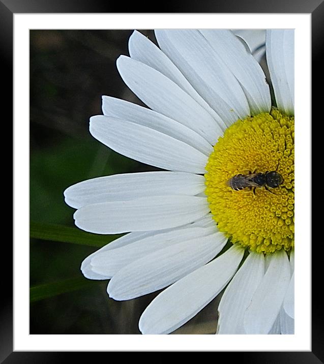 Daisy with honeybee Framed Mounted Print by Patti Barrett