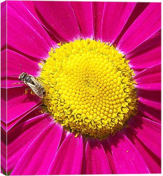 Daisy, Bee yellow and pink Canvas Print by Patti Barrett