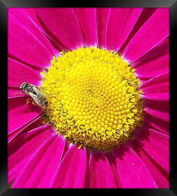 Daisy, Bee yellow and pink Framed Print by Patti Barrett
