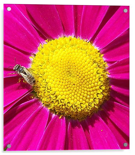 Daisy, Bee yellow and pink Acrylic by Patti Barrett