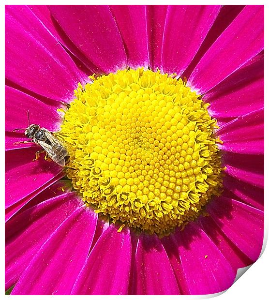 Daisy, Bee yellow and pink Print by Patti Barrett
