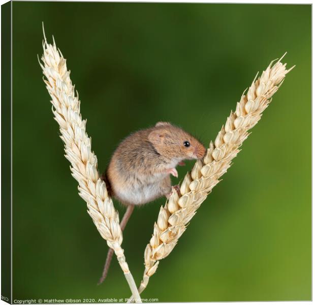 Adorable cute harvest mice micromys minutus on wheat stalk with neutral green nature background Canvas Print by Matthew Gibson