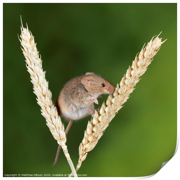 Adorable cute harvest mice micromys minutus on wheat stalk with neutral green nature background Print by Matthew Gibson
