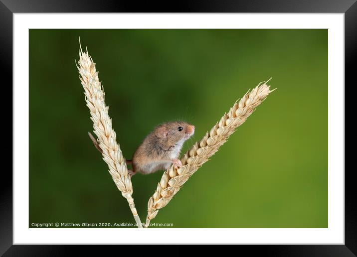 Adorable cute harvest mice micromys minutus on wheat stalk with neutral green nature background Framed Mounted Print by Matthew Gibson