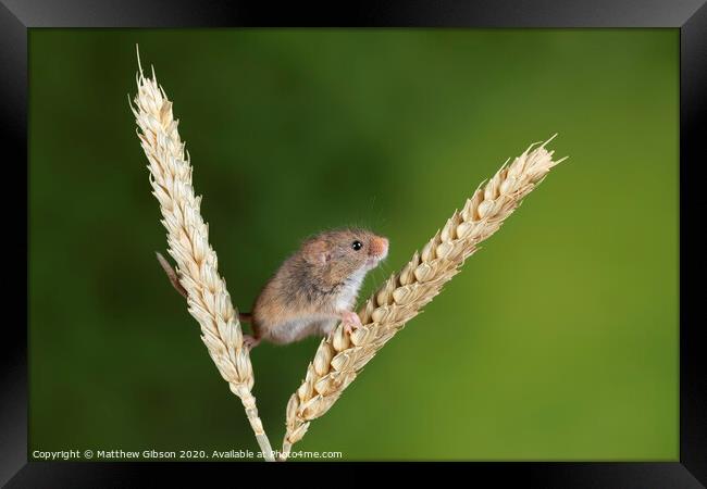 Adorable cute harvest mice micromys minutus on wheat stalk with neutral green nature background Framed Print by Matthew Gibson