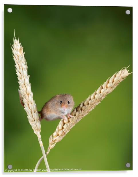 Adorable cute harvest mice micromys minutus on wheat stalk with neutral green nature background Acrylic by Matthew Gibson