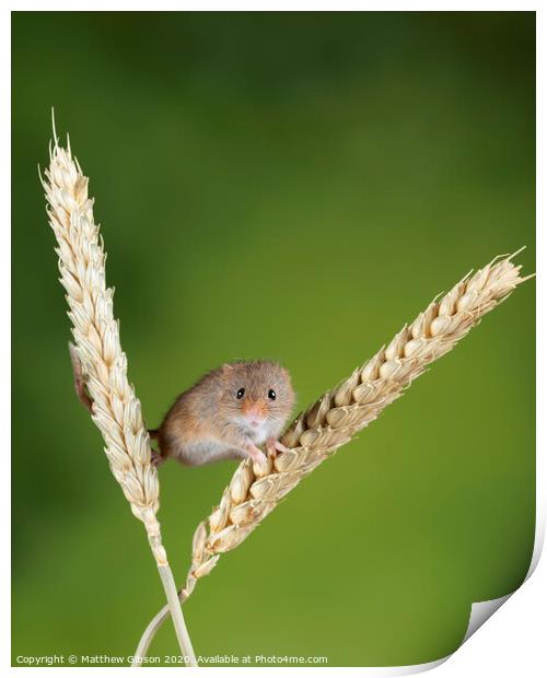 Adorable cute harvest mice micromys minutus on wheat stalk with neutral green nature background Print by Matthew Gibson