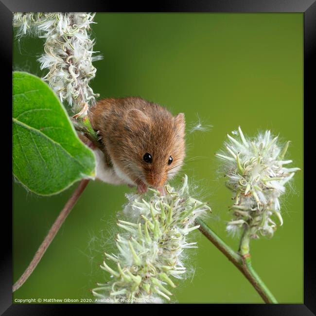 Adorable cute harvest mice micromys minutus on white flower foliage with neutral green nature background Framed Print by Matthew Gibson