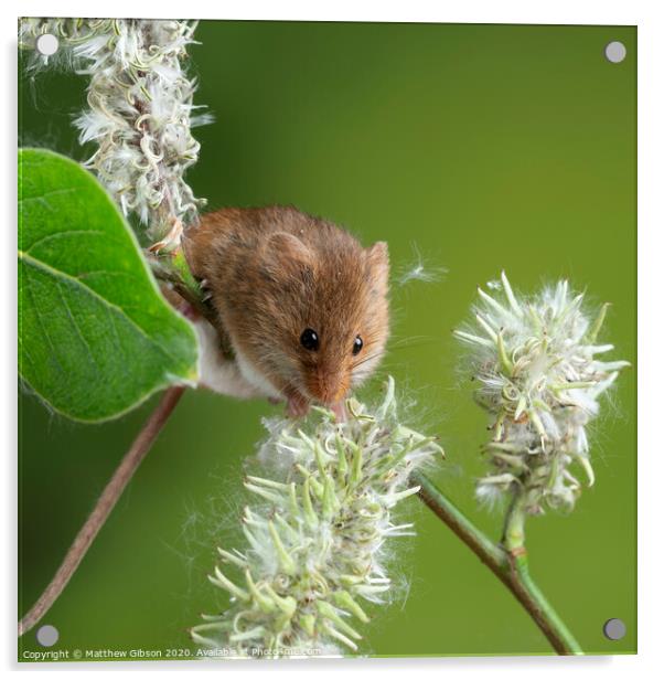 Adorable cute harvest mice micromys minutus on white flower foliage with neutral green nature background Acrylic by Matthew Gibson