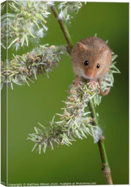 Adorable cute harvest mice micromys minutus on white flower foliage with neutral green nature background Canvas Print by Matthew Gibson