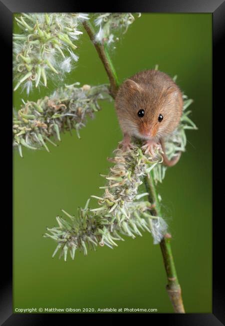 Adorable cute harvest mice micromys minutus on white flower foliage with neutral green nature background Framed Print by Matthew Gibson