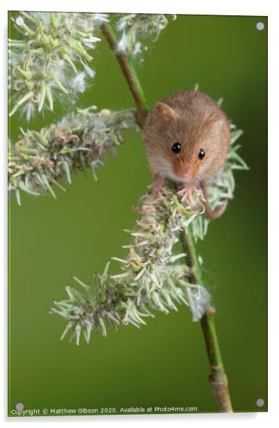 Adorable cute harvest mice micromys minutus on white flower foliage with neutral green nature background Acrylic by Matthew Gibson