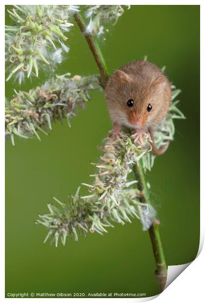 Adorable cute harvest mice micromys minutus on white flower foliage with neutral green nature background Print by Matthew Gibson
