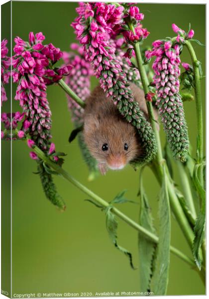 Adorable cute harvest mouse micromys minutus on red flower foliage with neutral green nature background Canvas Print by Matthew Gibson