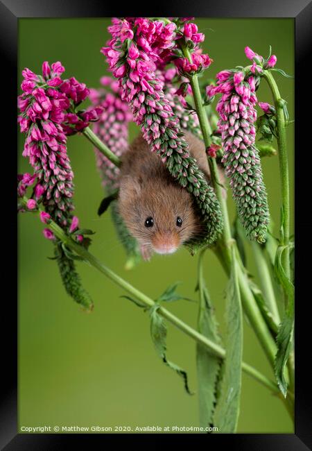 Adorable cute harvest mouse micromys minutus on red flower foliage with neutral green nature background Framed Print by Matthew Gibson