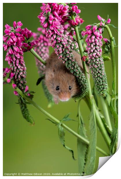 Adorable cute harvest mouse micromys minutus on red flower foliage with neutral green nature background Print by Matthew Gibson
